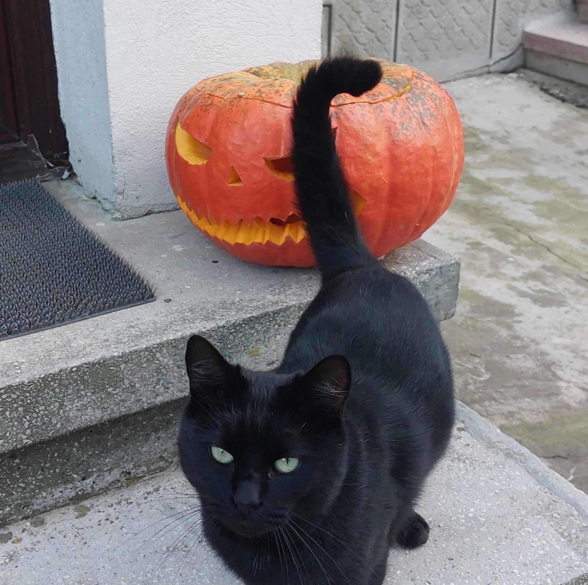 The Black Cat Bran (Brasov)