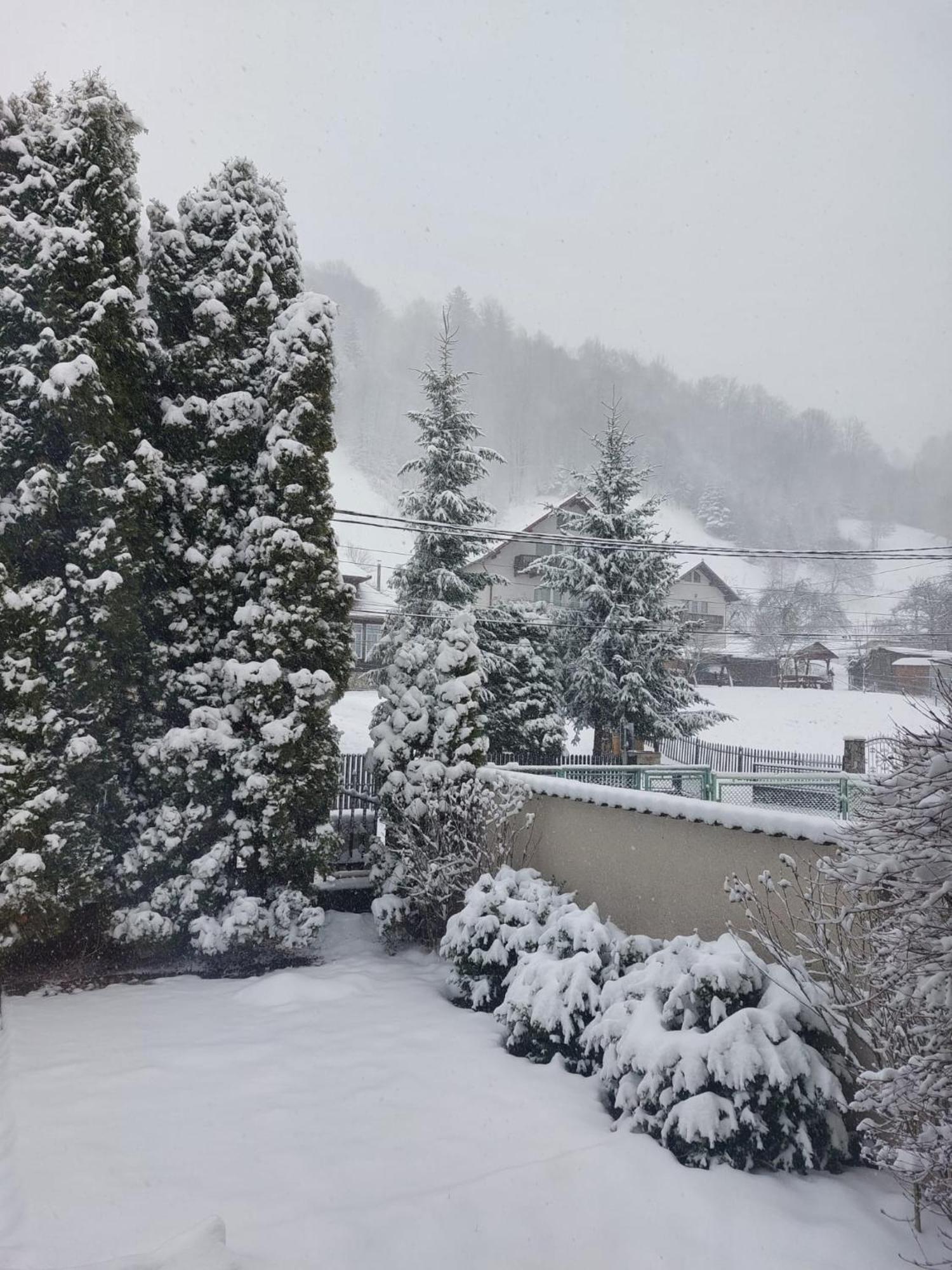 The Black Cat * Bran (Brasov)